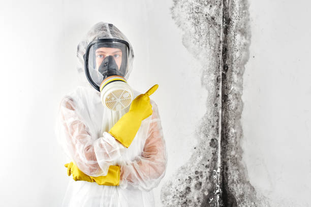 Professional Mold Removal & Remediation in Munsons Corners, NY