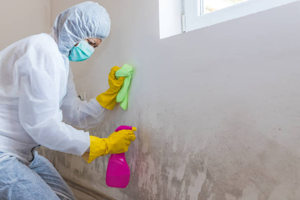 Best Attic Mold Removal  in Munsons Corners, NY